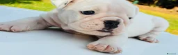 Bulldog cani in vendita: Cuccioli Bulldog Inglese - Annuncio 27