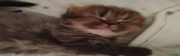 Persiano gatti in vendita: Gattini persiani  - Annuncio 18