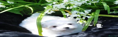Maltese 2
