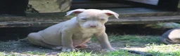 Pitbull cani in vendita: Pit Bull con pedigree anche a rate  - Annuncio 23