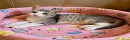 Europeo gatti in regalo: Gattina di 2 mesi - Annuncio 6