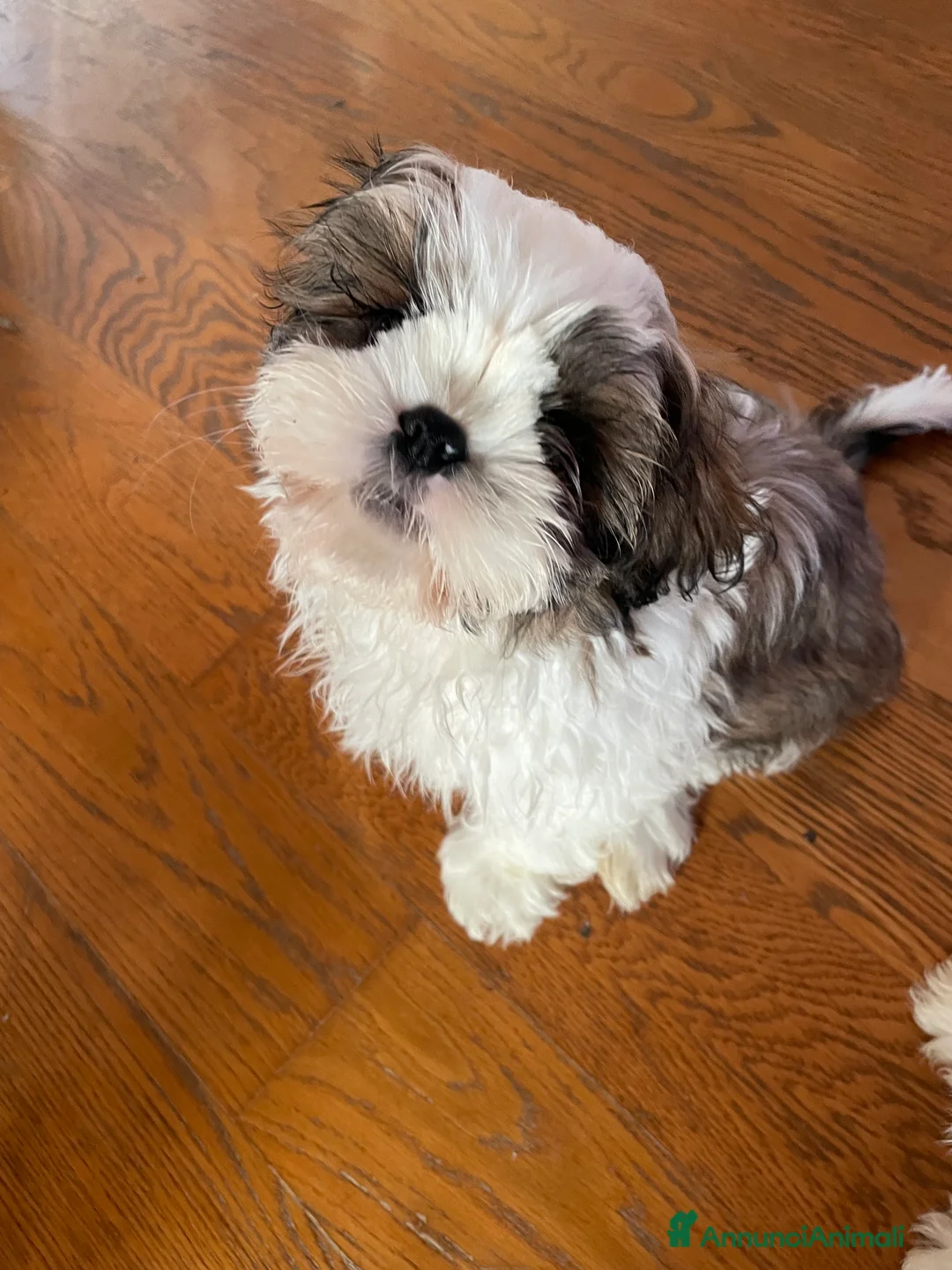 Shih Tzu cani in vendita: Cuccioli di shihtzu  - Annuncio 9