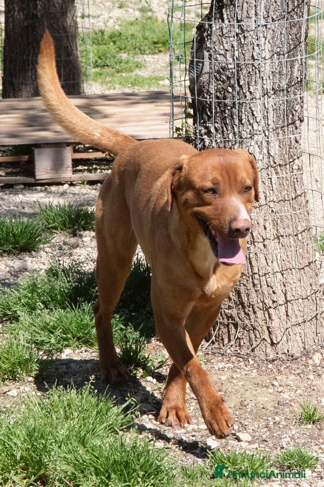 Meticcio cani in regalo: ADOTTA IL TENERO CORFU' a Città metropolitana di Milano - Immagine 5