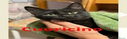 Meticcio gatti in regalo: Gattini di 5 mesi buonissimi - Annuncio 5