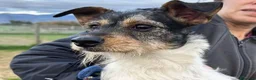Jack Russell cani in regalo: All Star - Annuncio 2