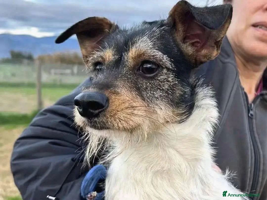 Jack Russell cani in regalo: All Star - Annuncio 2