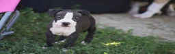 Pitbull cani in vendita: Cuccioli Pit Bull con pedigree anche a rate - Annuncio 2