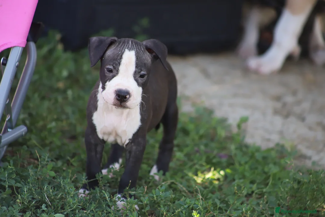 Pitbull cani in vendita: Cuccioli Pit Bull con pedigree anche a rate - Annuncio 2