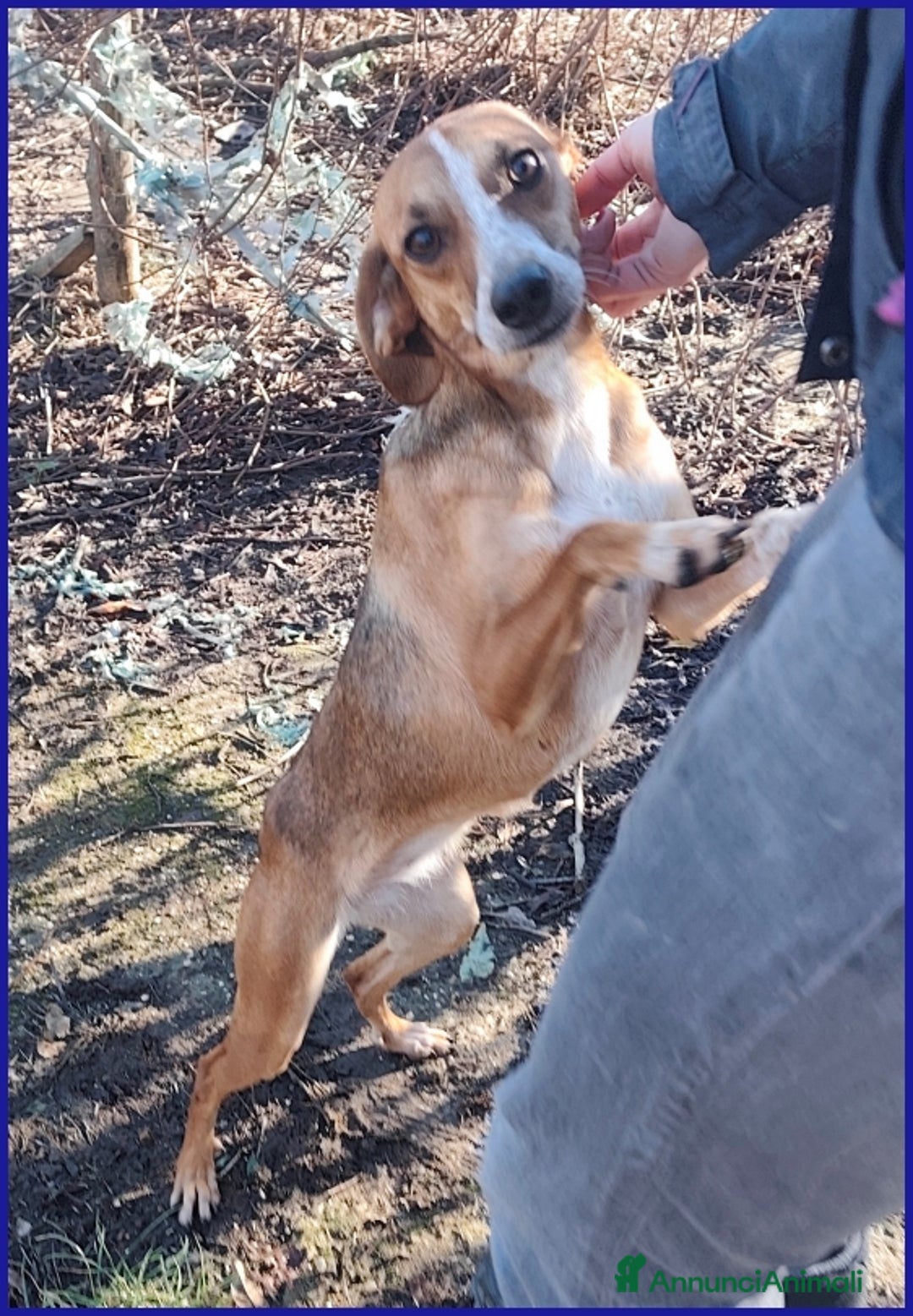 Meticcio cani in regalo: ALPENLIEBE, TENERA PICCOLETTA DI 4 ANNI  - Annuncio 4
