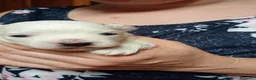 Maltese cani in vendita: vendesi cuccioli maltesi a Città Metropolitana di Bologna - Annuncio 4