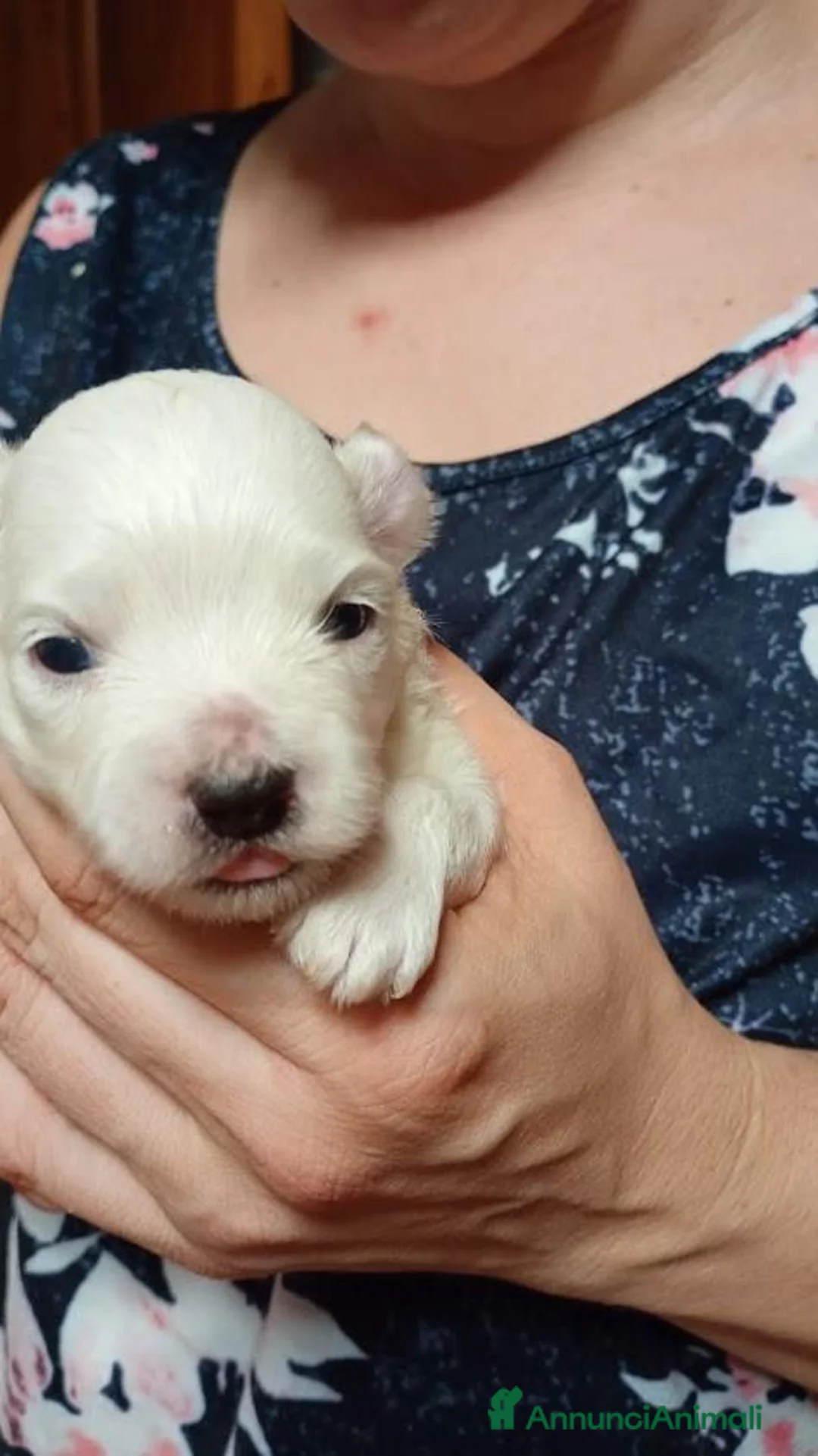 Maltese cani in vendita: vendesi cuccioli maltesi a Città Metropolitana di Bologna - Annuncio 4