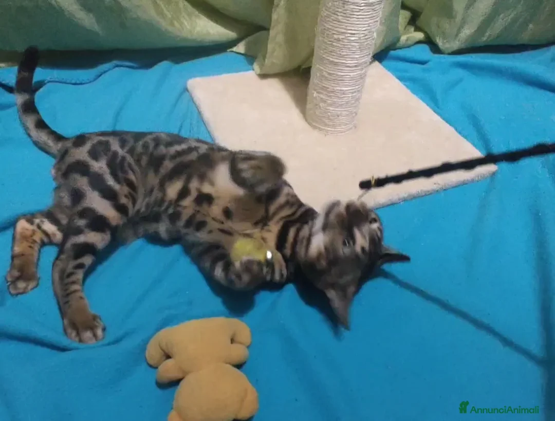 Bengala gatti in vendita: Gatto del Bengala Maschio  - Annuncio 5