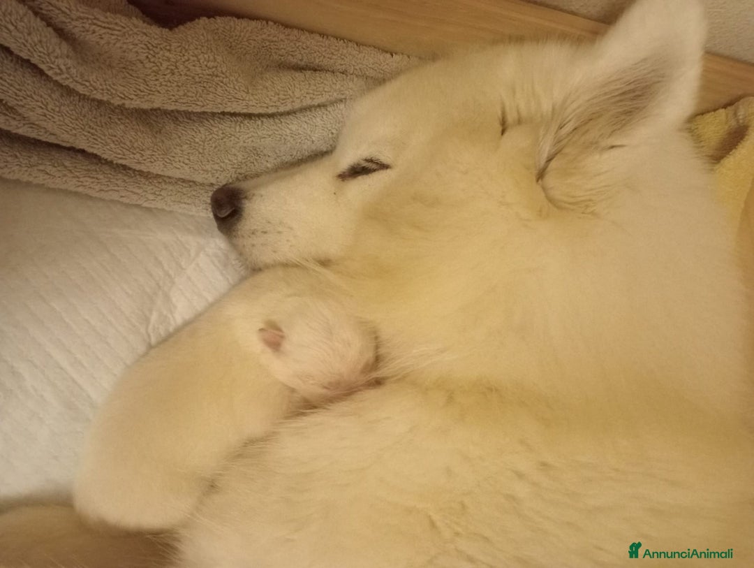 Samoiedo cani in vendita: Cuccioli di Samoiedo - Annuncio 5