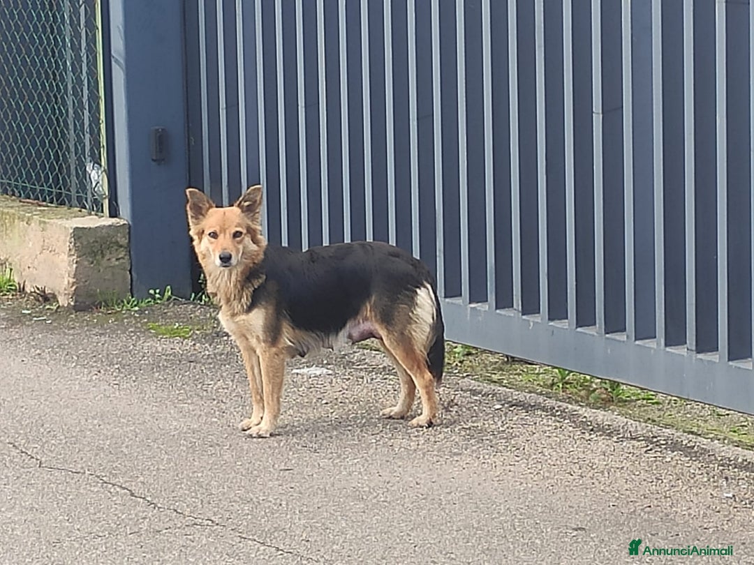 Altre razze cani in regalo: Cuccioli di taglia media piccola  - Annuncio 10