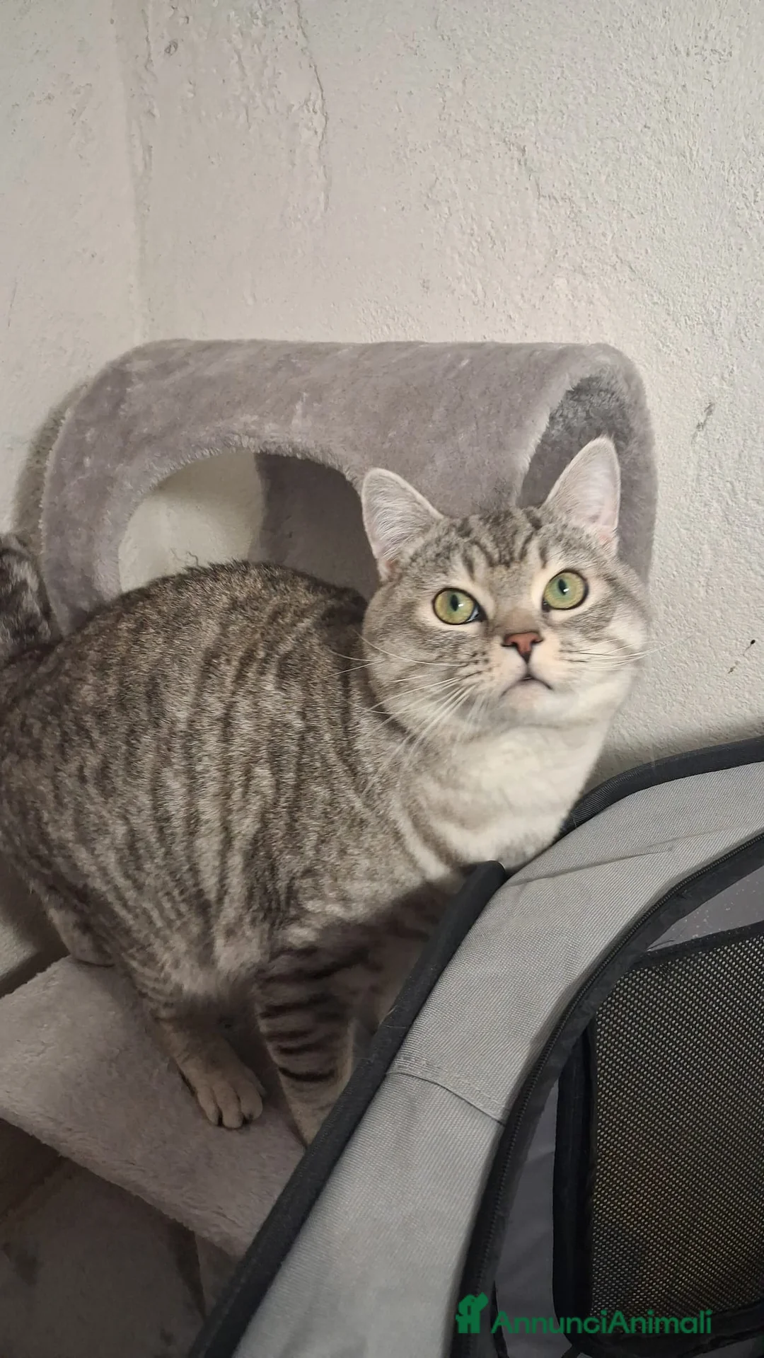 Meticcio gatti in regalo: GATTO ADULTO - Annuncio 2