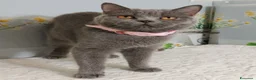 Scottish gatti in vendita: Scottish Straight MILLY - Annuncio 5