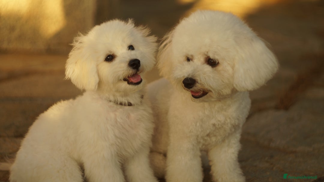 Bichon cani in vendita: Un Amore cresciuto con dedizione totale a Provincia del Sud Sardegna - Annuncio 2