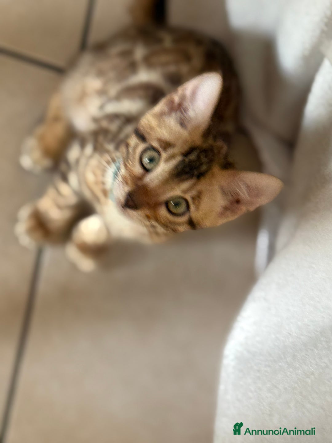 Bengala gatti in vendita: Bellissimi cuccioli  a Città metropolitana di Roma Capitale - Immagine 24