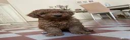 Barboncino cani in vendita: Cuccioli di Barboncino Cioccolatini/red  a Provincia di Barletta-Andria-Trani - Annuncio 8