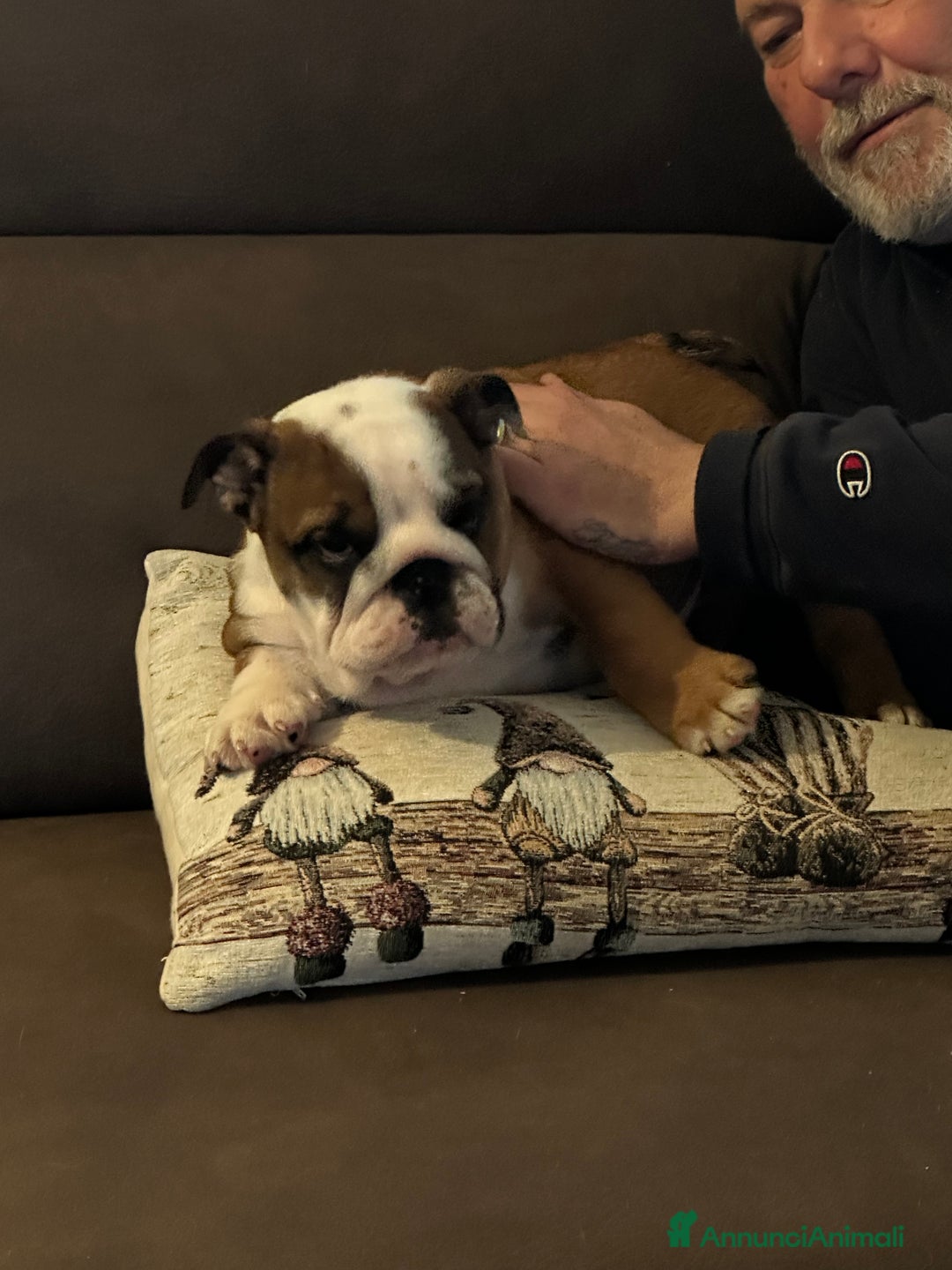 Bulldog cani in vendita: Bulldog inglese cuccioli - Annuncio 2