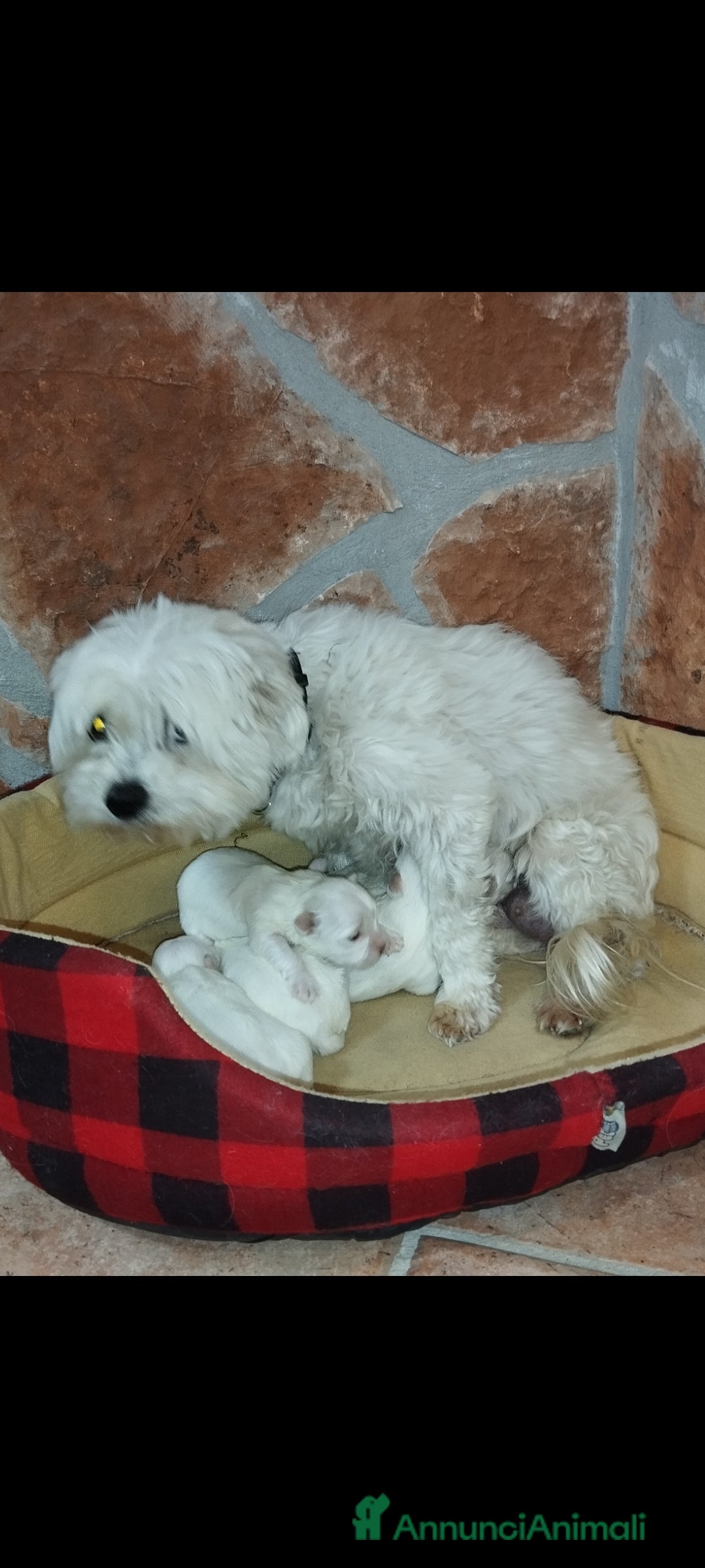 Maltese cani in vendita: Cucciolo maschio di maltese  - Annuncio 1