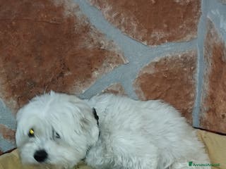 Maltese cani Cucciolo maschio di maltese - Annuncio 9