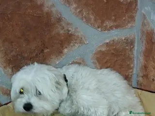 Maltese cani Cucciolo maschio di maltese - Annuncio 9