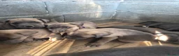 Cane Corso cani in vendita: Cane corso - Annuncio 5