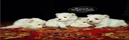 Maltese cani in vendita: BELLISSIMI CUCCIOLI DI MALTESE - Annuncio 1