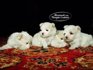 Maltese cani BELLISSIMI CUCCIOLI DI MALTESE - Annuncio 16