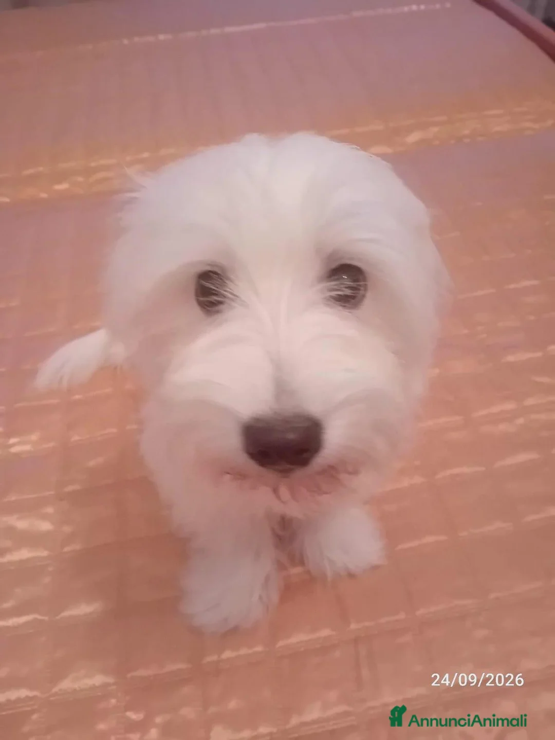 Maltese cani in vendita: Cucciola di razza maltese di 5 mesi - Annuncio 10