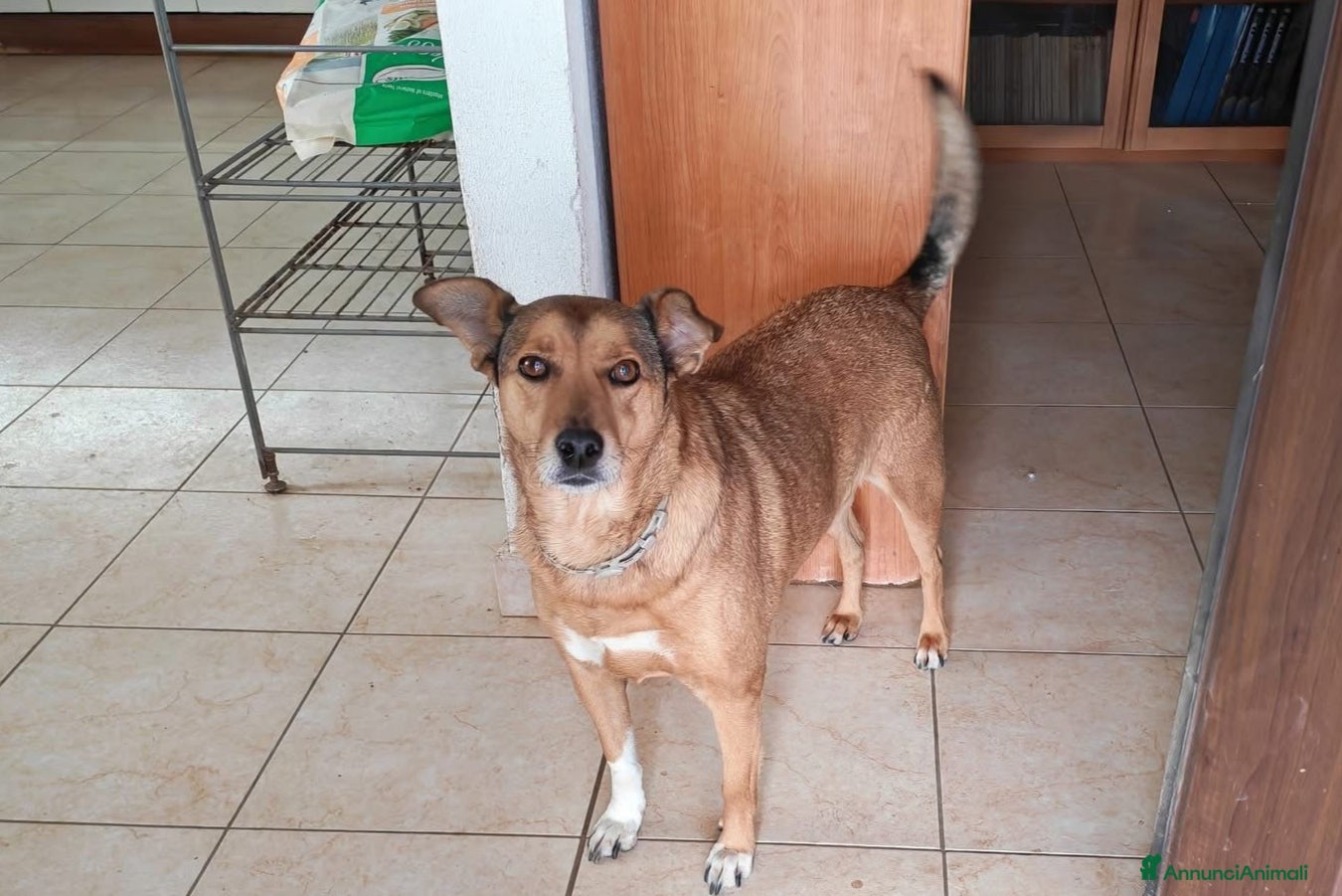 Meticcio cani Linda cerca adozione o stallo casalingo  - Annuncio 13