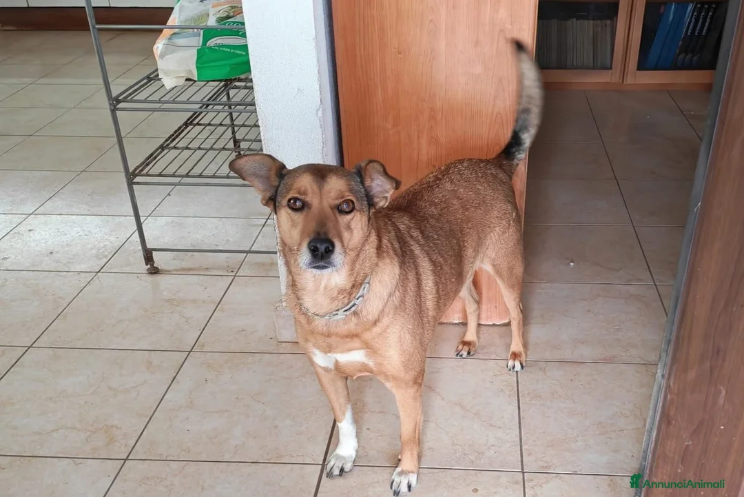 Meticcio cani in regalo: Linda cerca adozione o stallo casalingo  - Annuncio 1