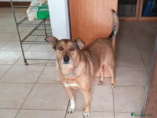 Meticcio cani Linda cerca adozione o stallo casalingo - Annuncio 13