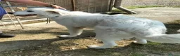 Pastore Abbruzzese Maremmano cani in regalo: JERRY con tanta voglia di correre a Provincia di Macerata - Annuncio 5
