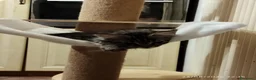 Maine Coon gatti in vendita: Dolcissimi cuccioli di Maine Coon xxl - Annuncio 23