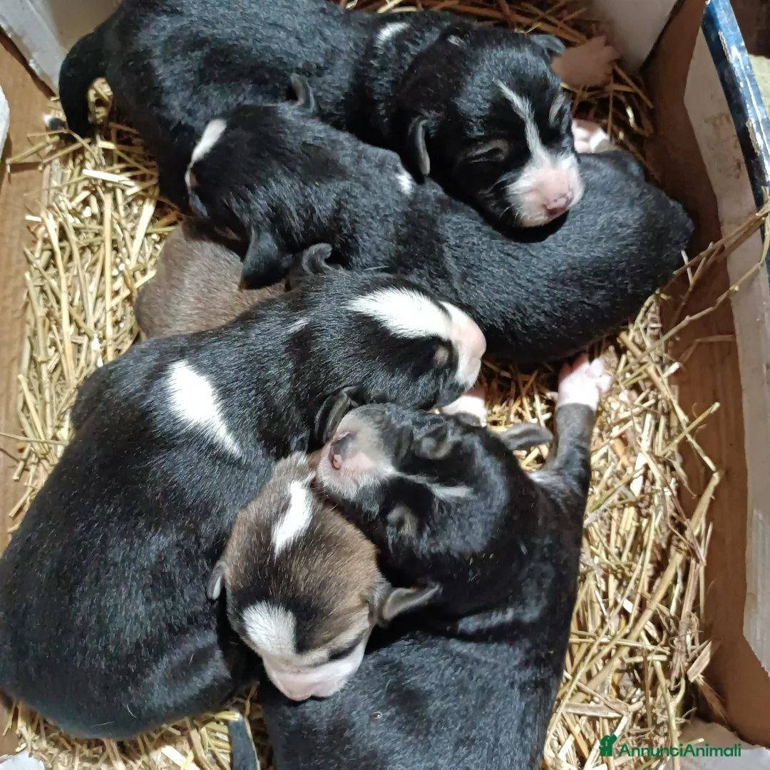 Meticcio cani in vendita: Cuccioli da tartufi/caccia visla/segugio  - Annuncio 1