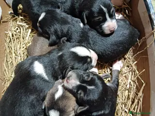 Meticcio cani Cuccioli da tartufi/caccia visla/segugio - Annuncio 1