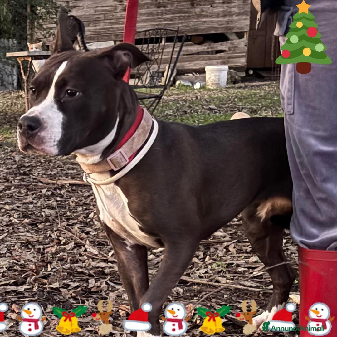 Altre razze cani Camilla 8 mesi cerca adozione - cucciola amstaff - Annuncio 2