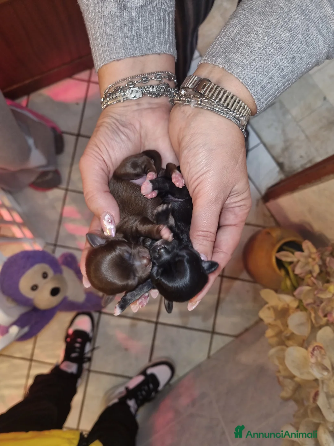 Chihuahua cani in vendita: Cuccioli di chihuahua toy  - Annuncio 6