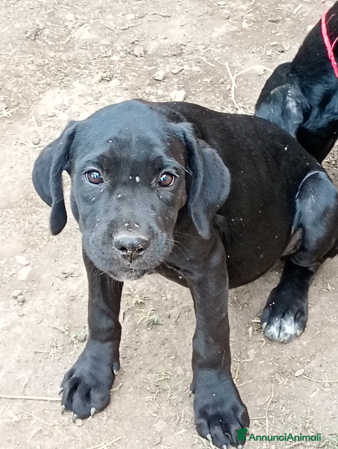 Cane Corso cani in vendita: Cuccioli di cane corso  - Annuncio 2