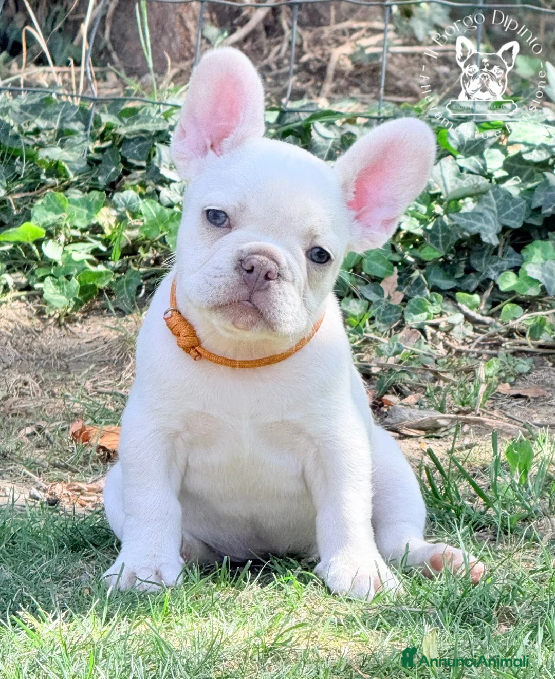 Bulldog Francese cani in vendita: Ultima cucciola bulldog francese  a Città Metropolitana di Torino - Annuncio 2