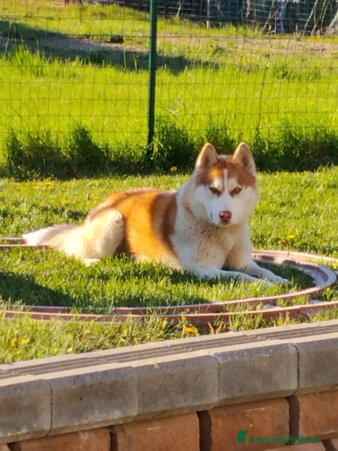 Husky cani in vendita: Bellissimi cuccioli di siberian husky  - Annuncio 11