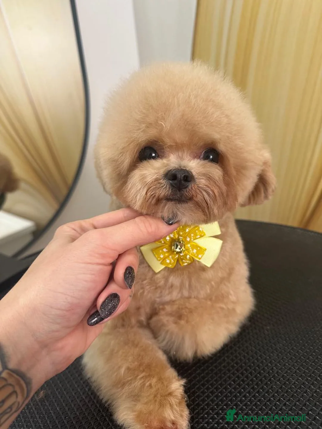 Barboncino Toy cani in vendita: Barboncino Asian teacup - Annuncio 1