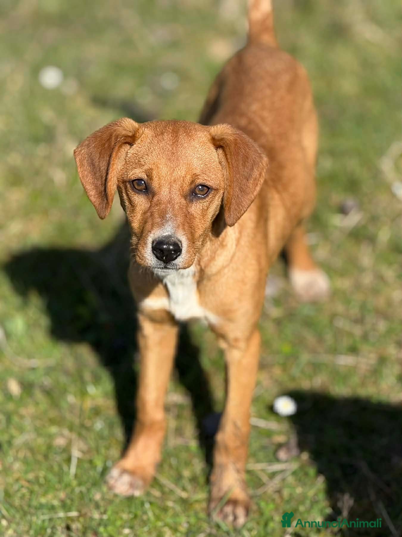 Meticcio cani in regalo: NATALIE, cucciola dolcissima cerca casa! - Annuncio 4