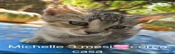 Meticcio gatti in regalo: GATTINI MERAVIGLIOSI  - Annuncio 4