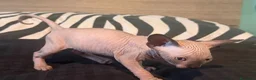 Sphynx gatti in vendita: cuccioli di Sphynx  - Annuncio 6