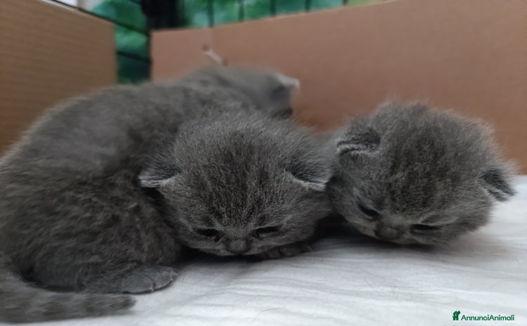 British gatti a Chieti - Annuncio 13