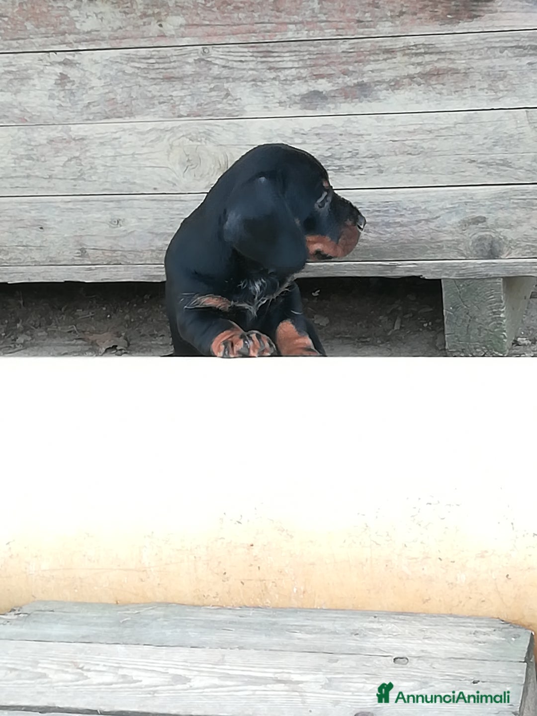 Bassotto cani in vendita: Bassotto pelo duro  - Annuncio 12