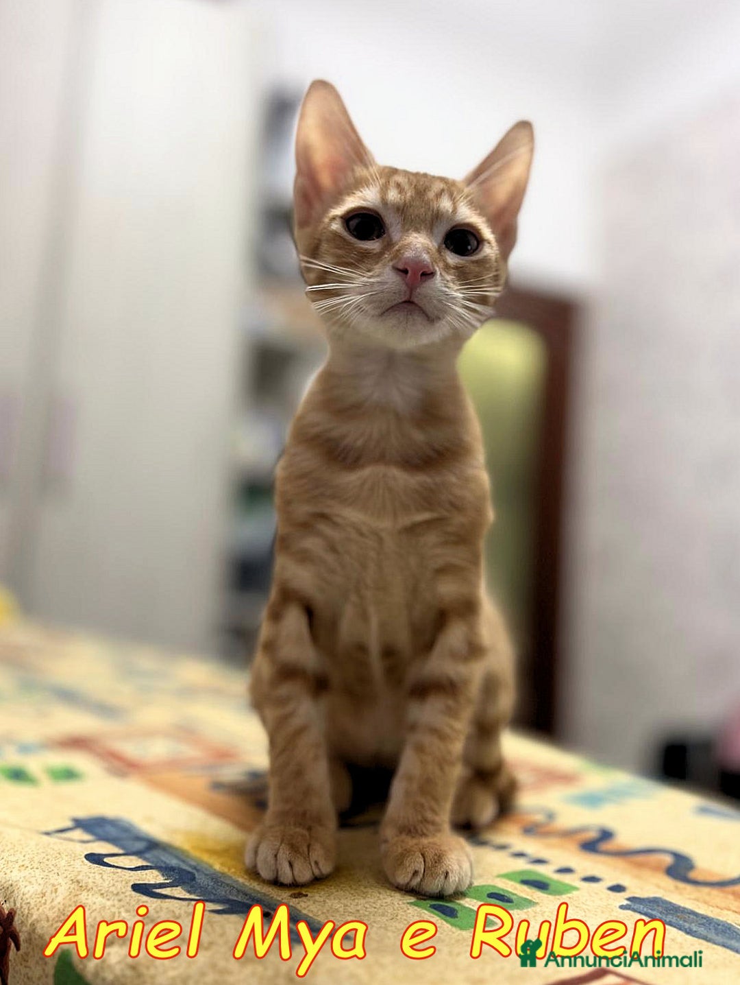 Europeo gatti in regalo: TRE GATTINI DOLCISSIMI CERCANO CASA - Annuncio 16